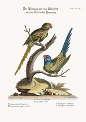 Der Ringpapagei und der Blaukopf-Papagei, 1749-73